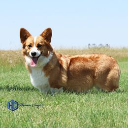 Chloe - Pembroke Welsh Corgi