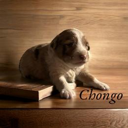 English Shepherd and Miniature Australian Shepherd Puppies from Ranch Dog Pups
