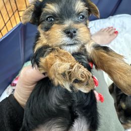 Yorkshire Terrier Puppies from Rosey’s Yorkies