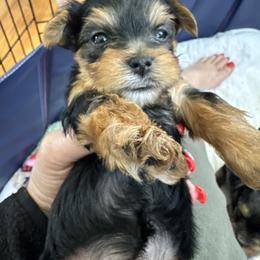 Yorkshire Terrier Puppies from Rosey’s Yorkies