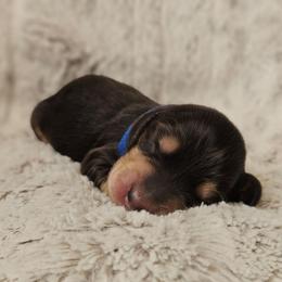 Spruce - Black and cream male Dachshund puppy in Pasco, Washington from Loyal Lil Dachshunds