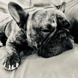 French Bulldog Puppies from East 40 Frenchies