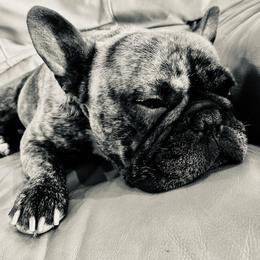 French Bulldog Puppies from East 40 Frenchies