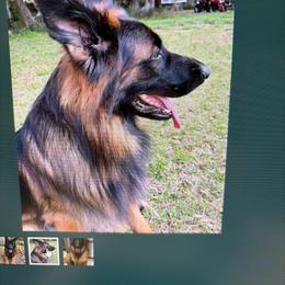 German Shepherd puppies from Central Florida Shepherds