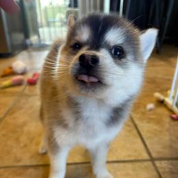 (Astro)naut - Tri-color male Pomsky puppy in Valparaiso, Indiana from Valparaiso Pomskys