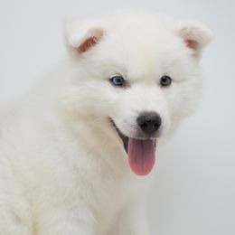 Pembroke Welsh Corgis and Siberian Huskies from Limitless Huskies
