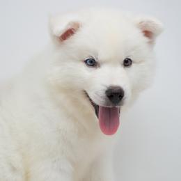 Pembroke Welsh Corgis and Siberian Huskies from Limitless Huskies