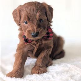 Icee - Red  male Goldendoodle puppy in Blackfoot, Idaho from Riverside Poodles
