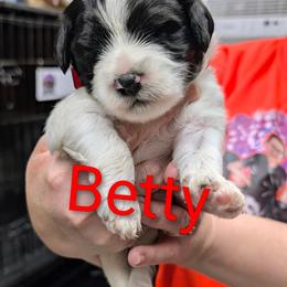 Betty White - Parti female Goldendoodle puppy in Springtown, Texas from Country Pups Doodles