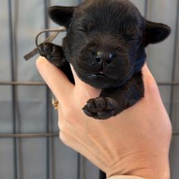 4th pick female - Black female Labrador Retriever puppy in Owosso, Michigan from Bennington Retrievers