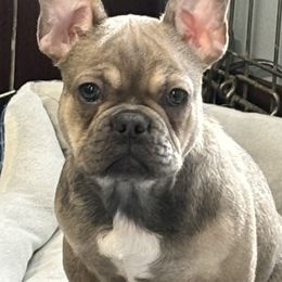 Tipsy (Tippy) - French Bulldog
