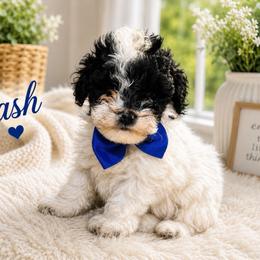 Poodle puppies from Brewer's Doodles and French Bulldogs