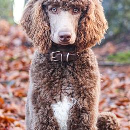 Australian Labradoodle and Poodle Puppies from Hunter Farm