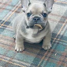 Gaston - Fawn male French Bulldog puppy in Glen Ellen, California from Frenchie’s of Glen Ellen