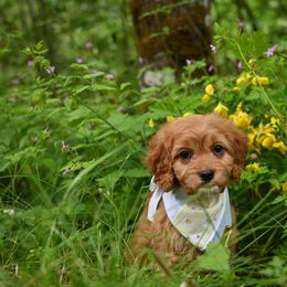 Cavapoo, Cockapoo, and Poodle Puppies from Heavenly Puppies to Love