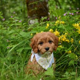 Cavapoo, Cockapoo, and Poodle Puppies from Heavenly Puppies to Love