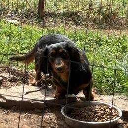 Dana - Dachshund