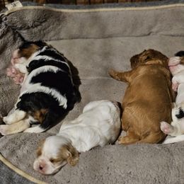 Cavalier King Charles Spaniel Puppies from Critter's Cottage Cavaliers