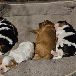 Cavalier King Charles Spaniel Puppies from Critter's Cottage Cavaliers