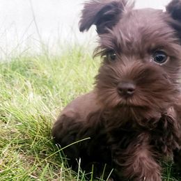 Miniature Schnauzers from Mary's Miniature Schnauzers