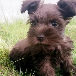 Miniature Schnauzers from Mary's Miniature Schnauzers