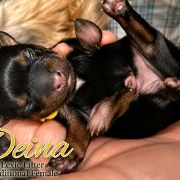 Deina - Black and tan female Yorkshire Terrier puppy in Tangipahoa County, Louisiana from Riche’ Louisiana Yorkies