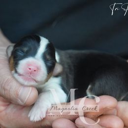 Tri F 3 - Black and tan female American Corgi puppy in Straughn, Alabama from Magnolia Creek Corgis