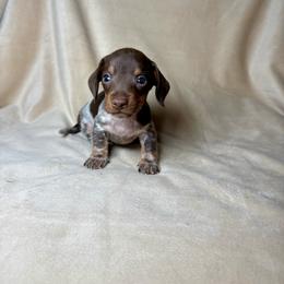 Bean - Piebald male Dachshund puppy in Aurora, Missouri from Baker Farms