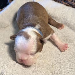 Boy 1 Blue Collar - Boston Terrier puppy from So Cal Boston’s