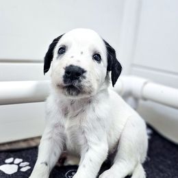 Baloo - White and black male Dalmatian puppy in Gray, Georgia from Fuller Spots