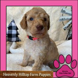 Ella's Pink Collar Girl - Apricot female Poodle puppy in Charlo, Montana from Heavenly Hilltop Farm