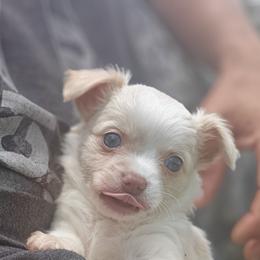 Sandz - Cream and white male Chihuahua puppy in Gray, Louisiana from Chi Chi's Place LLC