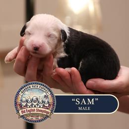 Sam - Gray and white male Old English Sheepdog puppy in Cleveland, Tennessee from Narrow Path Old English & Sheepadoodles