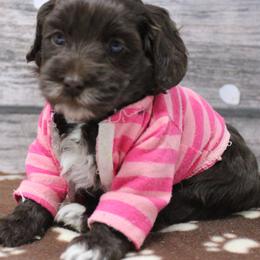 Pink collar India - Chocolate female Australian Labradoodle puppy in Provo, Utah from EllsWORTH Labradoodles LLC