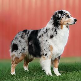 Australian Shepherd All Grown Up from Eventide Australian Shepherds