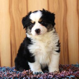 Miniature American Shepherd Puppies from Brassy Acres Miniature American Shepherds