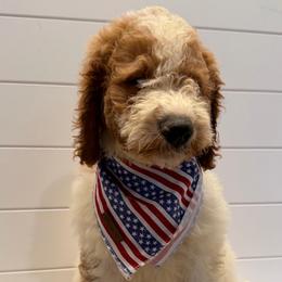 Green Collar Boy - Parti male Goldendoodle puppy in San Augustine, Texas from Vintage Doodles