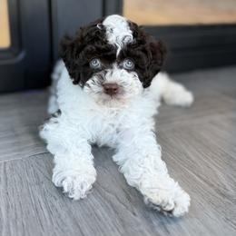 Lottie - Poodle