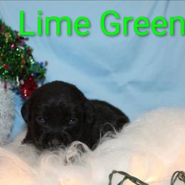Lime Green - Black female Labrador Retriever puppy in Parma, Idaho from Campbell Valley Labradors