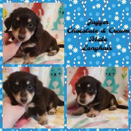 Jagger - Chocolate and cream male Dachshund puppy in Hudson, Michigan from Mittentail Kennel Miniature Dachshunds & Australian Shepherds