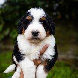 Kiri - Tri-color female Bernedoodle puppy in Palmetto Bay, Florida from SOMIDOODLES