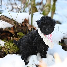 Cavapoo, Cockapoo, and Poodle Puppies from Heavenly Puppies to Love