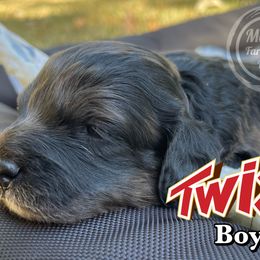 Cockapoo and Goldendoodle Puppies from Mason Farmhouse Poodles, Doodles & Poos