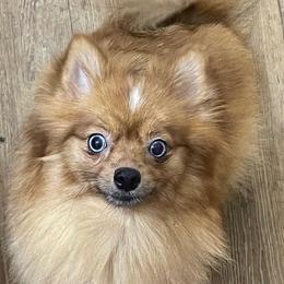 Skyler - Pomeranian