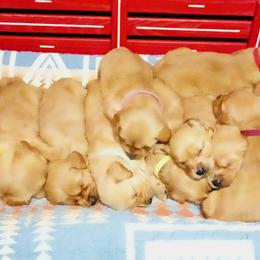 Golden Retriever puppies from Gunsight Goldens
