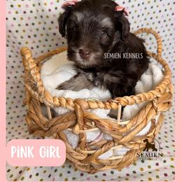 Pink Girl - Liver female Miniature Schnauzer puppy in Houston, Texas from Semien Family Kennels