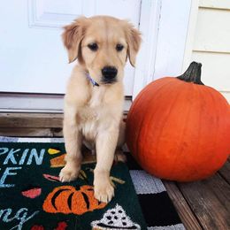 Golden Retriever Puppies from South Hill Golden Retrievers