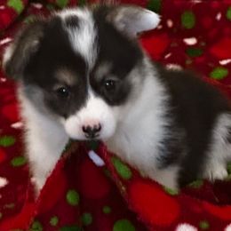Red Collar Tri Girl - Black and tan female Pembroke Welsh Corgi puppy in Marble Falls, Texas from Wind Mountain Corgis