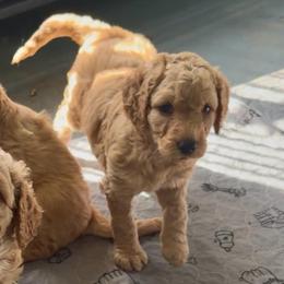 Meg - Apricot female Goldendoodle puppy in Pensacola, Florida from Goldendoodles Love You in Pensacola Friend Edition