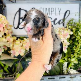 Ruth - Blue merle female Bernedoodle puppy in Bowling Green, Ohio from FDF Pyredoodles & Bernedoodles